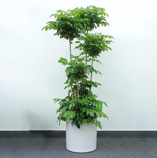 园林绿化室内花卉植物出租,望京地区四季佳美绿植盆栽租赁