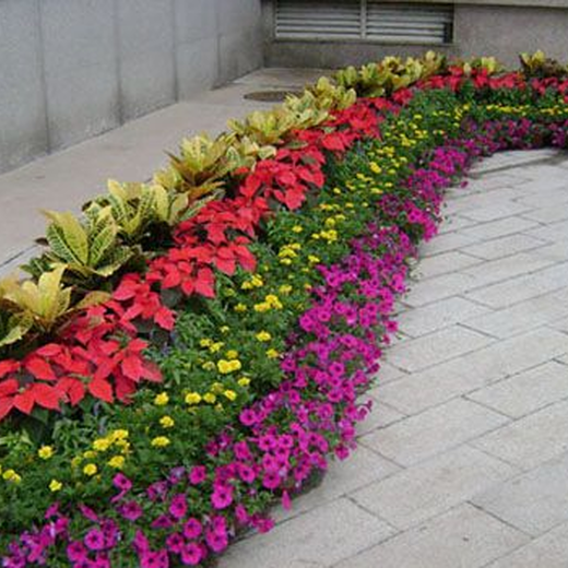 朝陽(yáng)區(qū)南磨房辦公室綠植租擺,北京辦公室花卉租擺