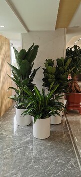 真武廟綠植租賃電話,室內(nèi)綠色植物租擺出租