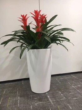 室內綠色植物租擺出租,馬駒橋綠植租賃費用