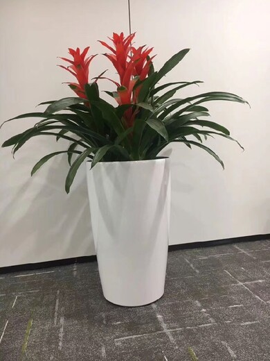 椿树街道绿植租赁,绿植销售