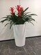 朝陽區(qū)石佛營綠植租賃圖