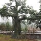 安装水泥榕树造景图