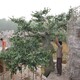 北京水泥榕树造景图