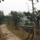 北京水泥榕树造景图