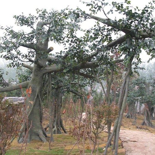 销售水泥榕树造景厂家,不锈钢编织发光月亮雕塑