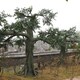 水泥榕树造景厂家图