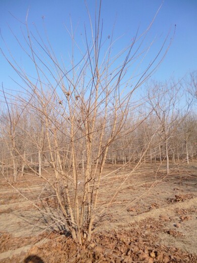 郴州五角枫怎么种植