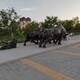 新疆铸铜动物雕塑图