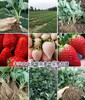 草莓苗产地直销草莓苗产地
