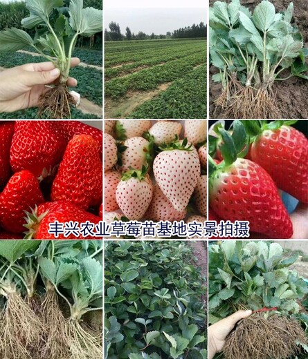 粉玉草莓苗批發(fā)零售草莓苗價格
