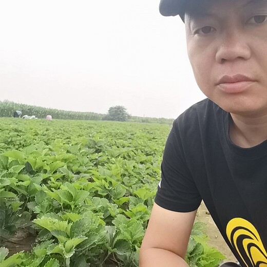 章姬草莓苗批发零售草莓苗供应