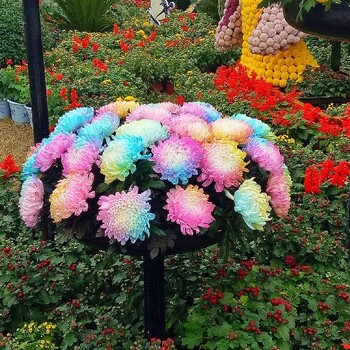 二連浩特菊花展多年行業(yè)經(jīng)驗(yàn)技術(shù)精湛