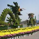 安徽盤龍菊?qǐng)D