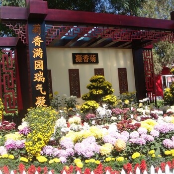 福建龍巖漳平市菊花造型源頭生產(chǎn)基地