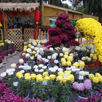 甘肅隴南成縣菊花花籃大立菊源頭生產基地