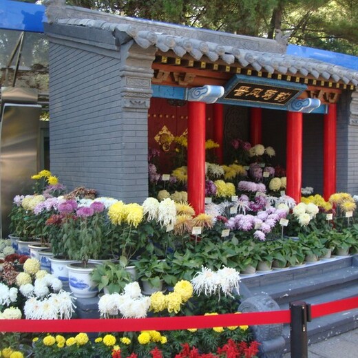 建德市菊花展多年行業經驗技術