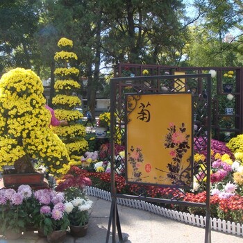 甘肅隴南成縣菊花花籃大立菊源頭生產基地