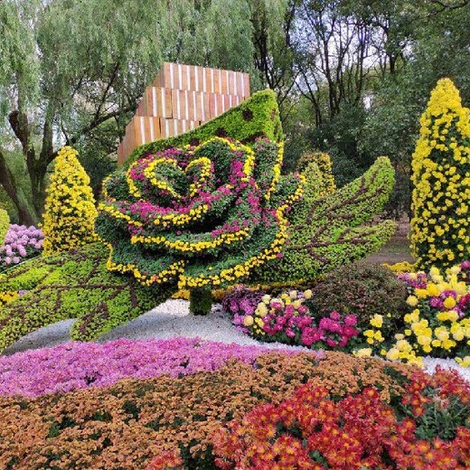 呼和浩特托克托县菊花造型种植基地