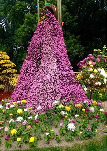 唐山古冶区菊花造型种植基地