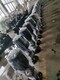 上海生产CDLF立式轻型多级泵参数上海旭昆泵业产品图