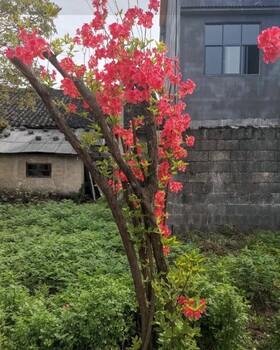 马鞍山映山红苗木种植