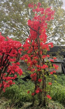 马鞍山映山红苗木种植