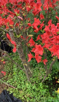 马鞍山映山红苗木种植