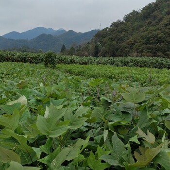 廣西叢生馬褂木苗木種植