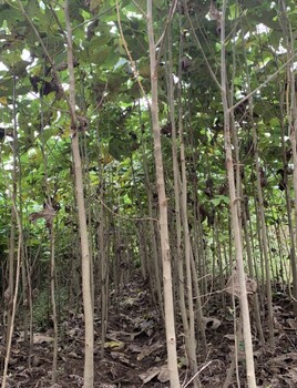 汕頭叢生馬褂木苗圃基地