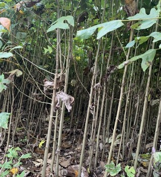 安阳杂交鹅掌楸苗