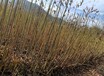賀州矮化香椿苗木基地