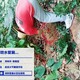 發發助手