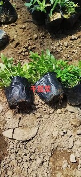 大濱菊山東青州種植批發(fā)基地