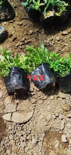 黑心菊种苗种植基地山东潍坊