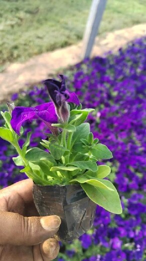 宿根地被種苗種植基地山東青州