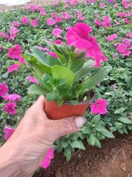荷兰菊种苗种植基地山东青州