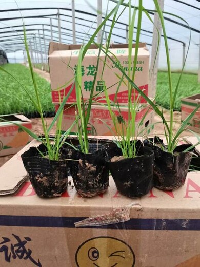 品種月季花海種苗種植廠家