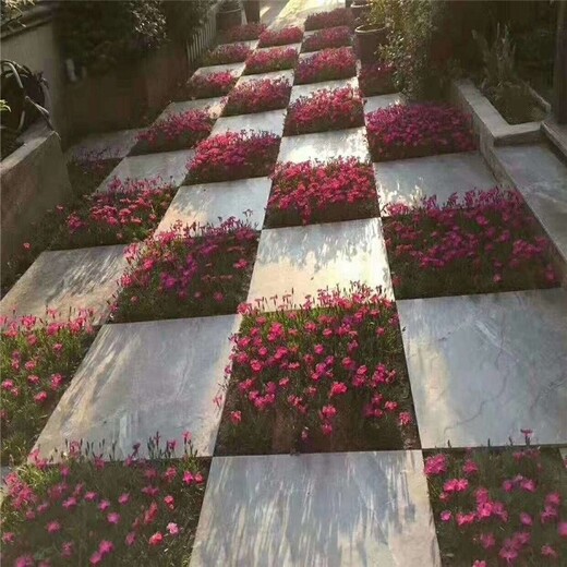 萬壽菊花海種苗培育廠家浙江