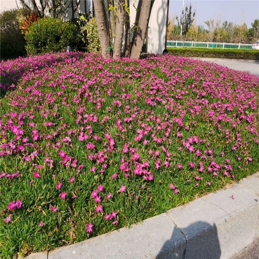 风信子花海种苗种植产地位置