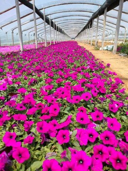 二月蘭山東青州種植批發(fā)基地