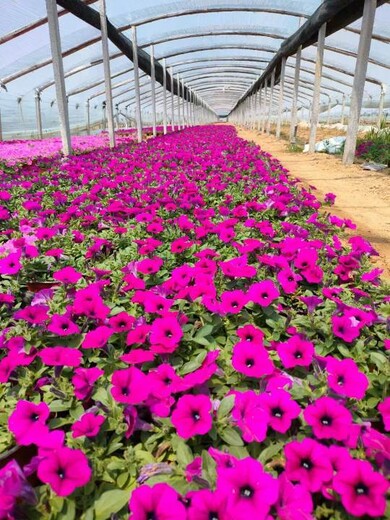 豐華月季種苗花苗培育基地