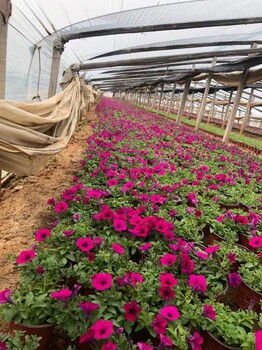 大濱菊山東青州種植批發(fā)基地