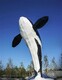 公园不锈钢鲸鱼雕塑图
