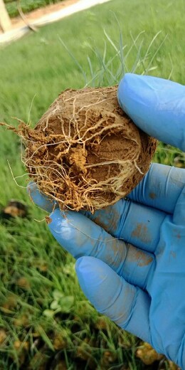 蓝羊毛种苗种植基地山东潍坊