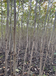 钦州30公分漆树苗图片