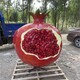 玻璃鋼大紅石榴雕塑加工廠產(chǎn)品圖