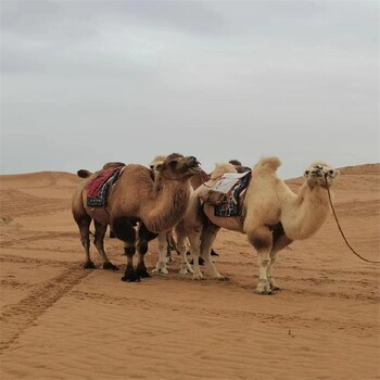 骑乘观光拍照双峰骆驼展览,信阳骆驼养殖技术