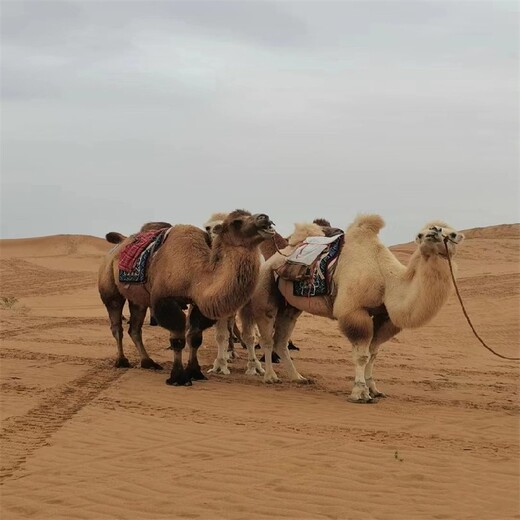 怀化骆驼多少钱一只,骑乘双峰骆驼