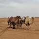 丽江骆驼活体回收图